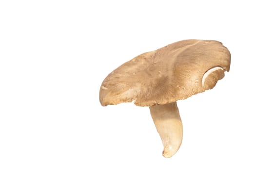 Pleurotus eryngii VAR. FERULAE (fungo di ferra) sicilian mushroom, is an edible mushroom native to Mediterranean regions.