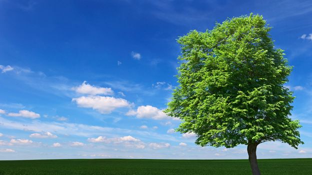 A large tree growing among the meadows