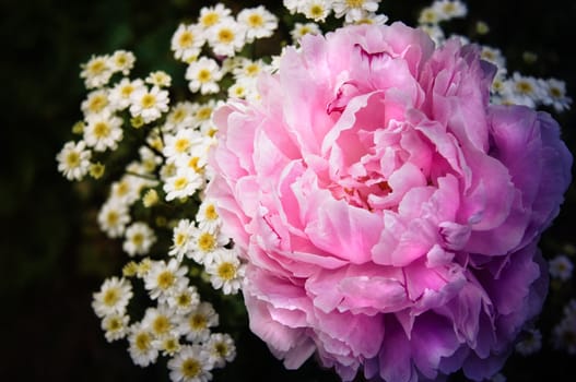 Summer flowers pink peony and white chrysanthemum 