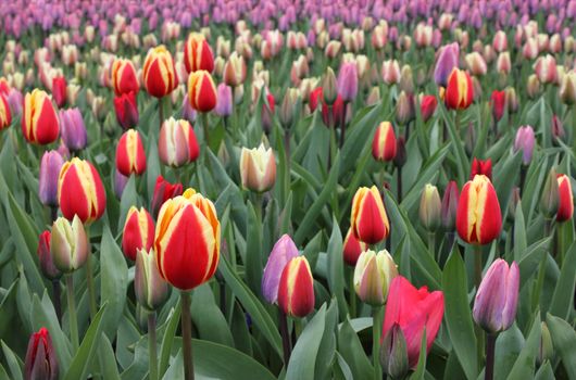 Colorful Tulips in Keukenhof Gardens, Netherlands.