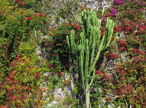 Mediterranean wall decoration in Amalfi with cactus and colorful leaves.