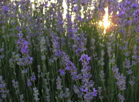 Last sunbeams in a summer day trough a beautiful lavender blossoming bush.