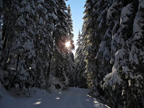 A Snowy Forest landscape high up the mountain with sunlight trough the trees.