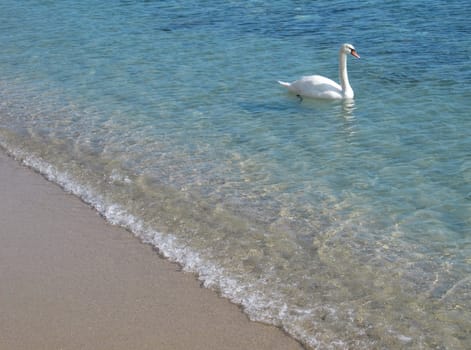 Swan swimming in the shallow sea water near the beach.