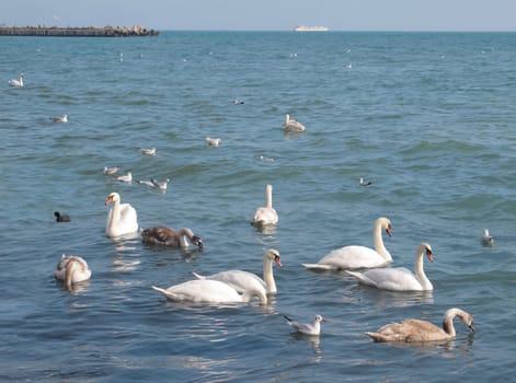 Swans on the sea coast in the cold winter weather.                               