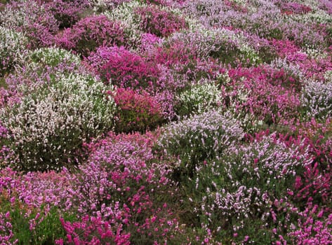 Colorful carpet of spring flowers, blossoming in pink, purple, white and red.                               