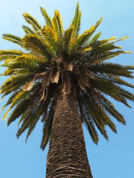 Tall palm tree on clear blue sky background.