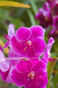 Beautiful orchid