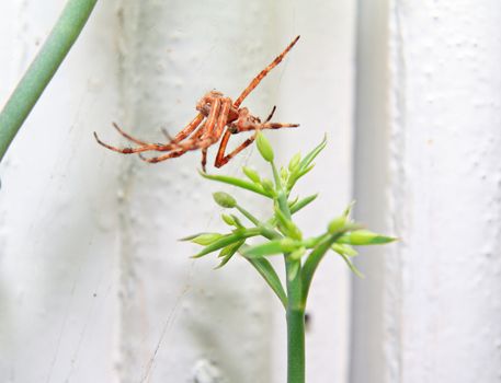 red spider on winter window