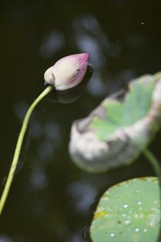 Fallen lotus in a garden.