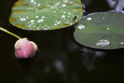 Fallen lotus in a garden.