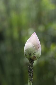 A new born lotus found in a garden.