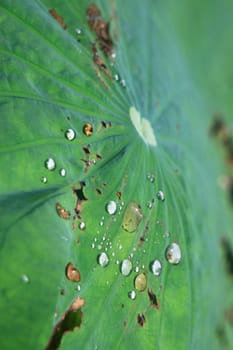 A Lotus leaf with water drop.