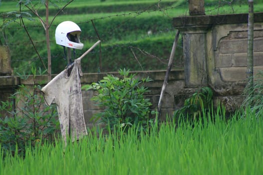 A view in a Pali (rice) field.