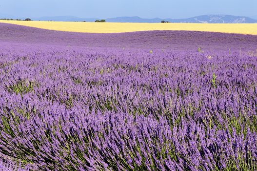 mage shows a lavender field in the region of Provence, southern France