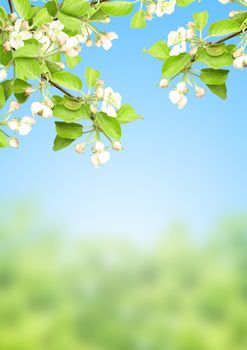 Flowers of apple on blue sky