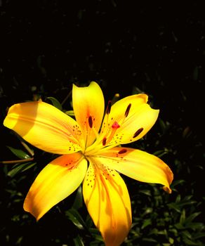 Bright yellow lily on black background