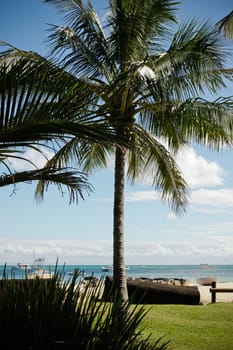 Coconut palm growing on a manicured green lawn at a resort on a tropical seashore with pleasure boats moored in the ocean behind it