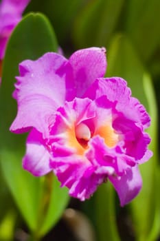 Beautiful orchid