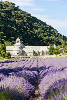 Senanque abbey with lavender field, Provence, France