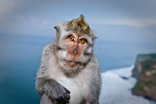 Cute monkey over the burred sea and blue sky background