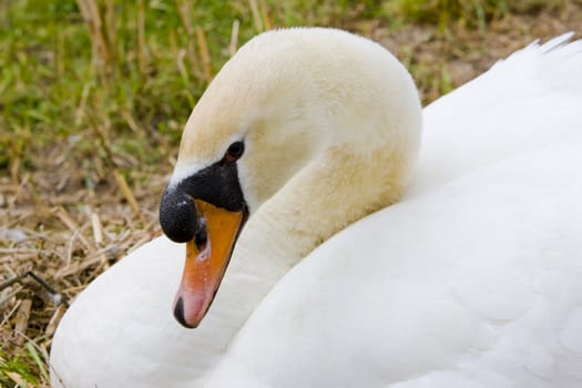 swan, Netherlands