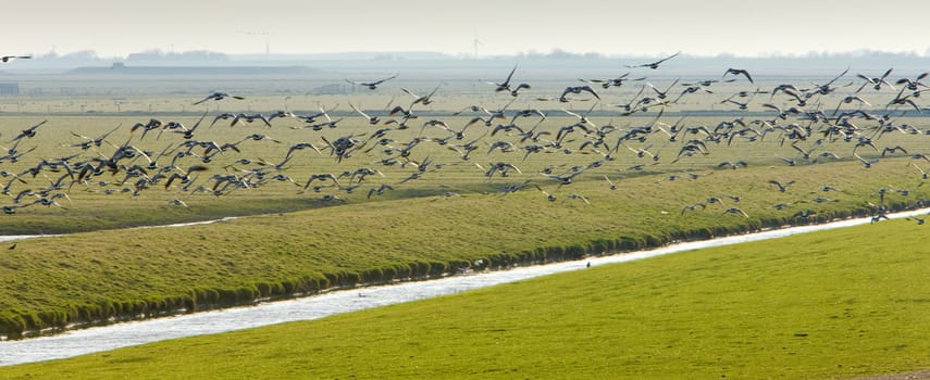 landscape with birds near Nieuwebildtzij, Friesland, Netherlands