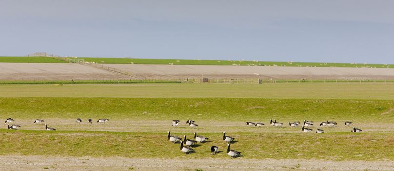 landscape with birds near Nieuwebildtzij, Friesland, Netherlands