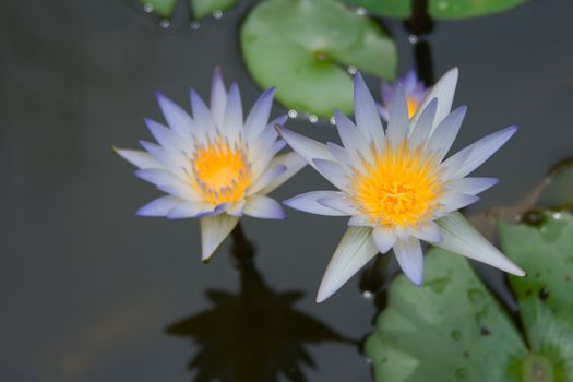 Two Water Lily found in a pond.