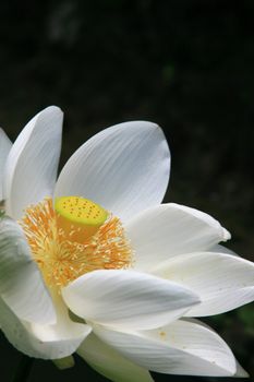 Close up of a white Lotus found in a garden.