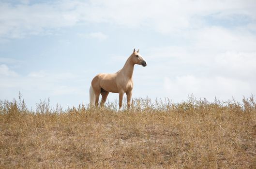 Horse outdoors standing in the field
