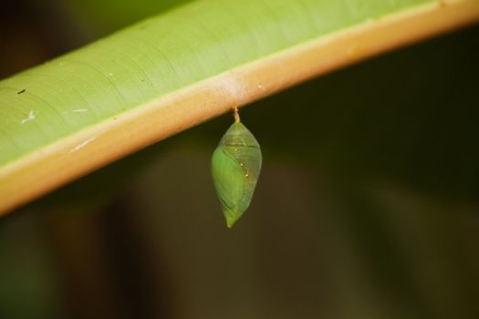 Single green butterfly cocoon hanging from a leaf waiting for blue morpho to emerge