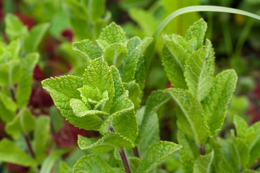 Melissa Officinalis, Lemon Balm