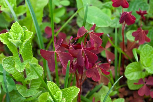 Red clover outdoor