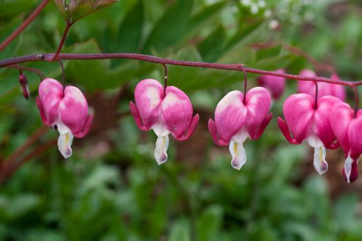 Bleeding-heart. Lamprocapnos spectabilis