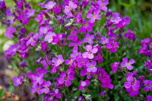 Flowerbed of Aubrietia. Aubrieta flowers