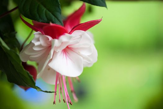 Fuchsia Flower in Red and White 