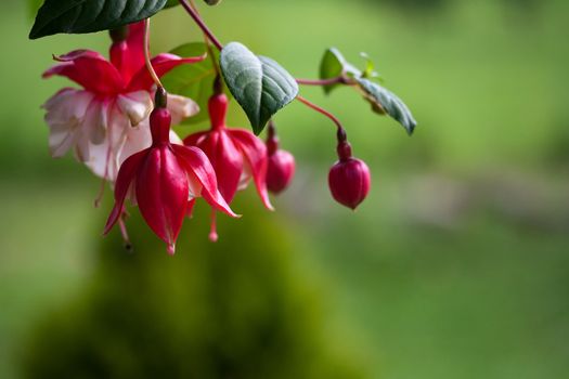 Fuchsia Flower in Red and White