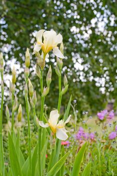 Iris flower in garden