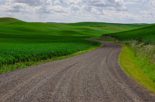 Gracefully curving rural road and green wheat fields near Pullman, Whitman County, Washington, USA