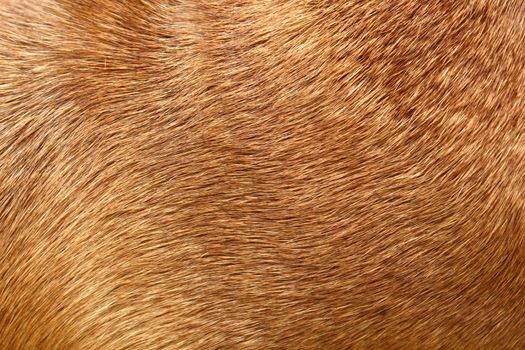 closeup of the  fur of a boxer breed dog