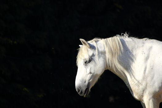 beautiful white horse in the morning light