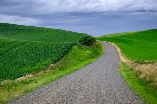 Gravel road, green wheat fields and strom clouds, Whitman County, Washington, USA