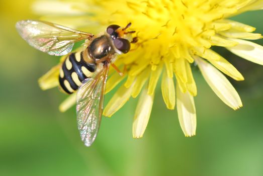 Wasp on Flower