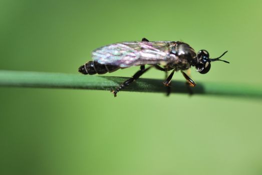 Tiny insect on blade of grass