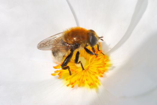 Small bee working on white flower