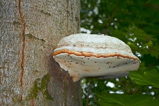 Very large fruit body of perennial tinder mushroom that grew on the beech tree trunk