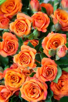 Apricot roses bouquet as background