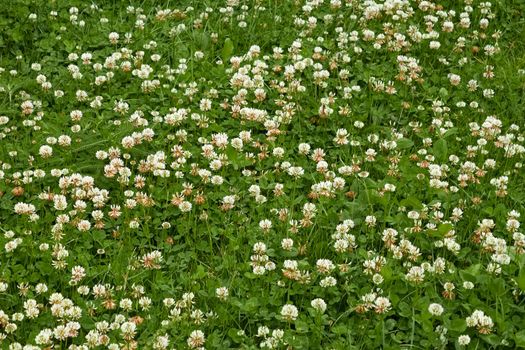 White clover flowers flowering on the lawn