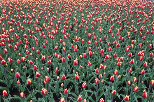 Colorful tulips in spring